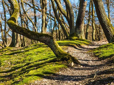 Web漏洞扫描工具